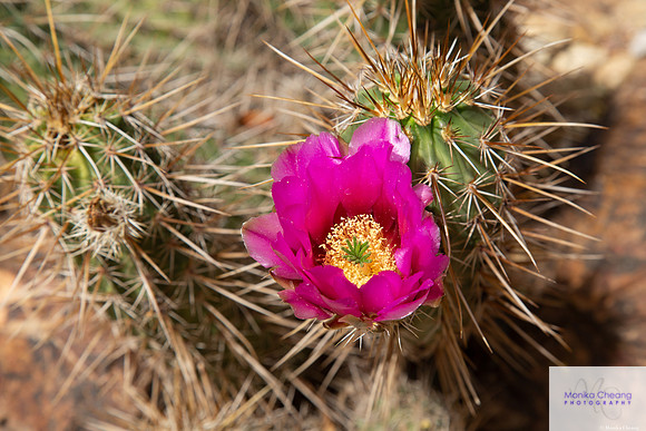 Canon EOS 5D Mark III_20150331_141002