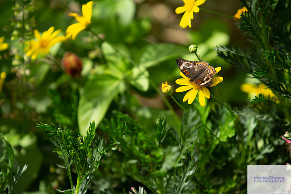 Canon EOS 60D_20150401_143201