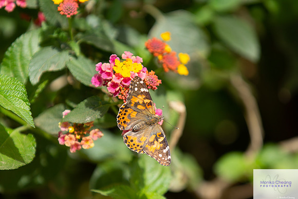 Canon EOS 60D_20150401_143455