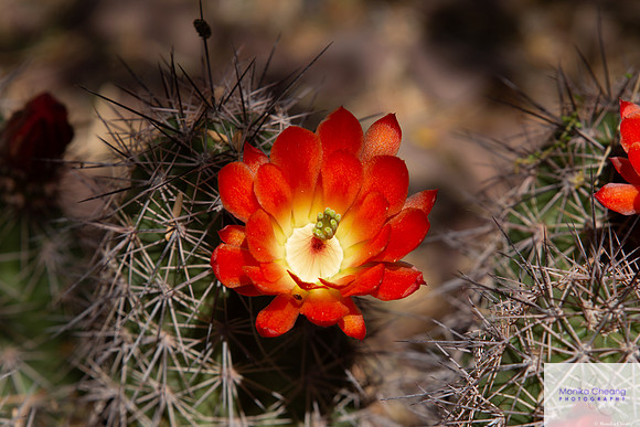 Canon EOS 60D_20150401_134759