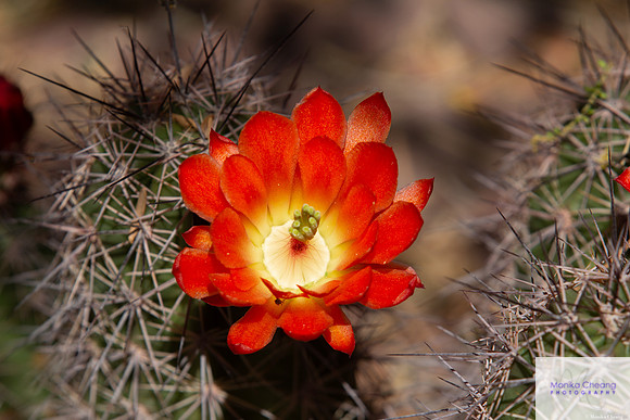 Canon EOS 60D_20150401_134805