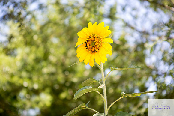 Canon EOS 5D Mark III_20150612_135242