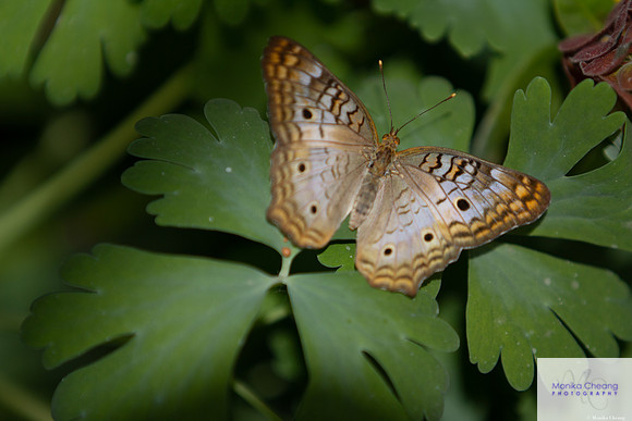 Canon EOS 60D_20150401_143323