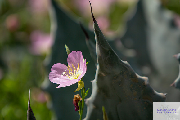Canon EOS 60D_20150401_142228