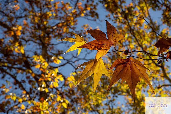 Canon EOS 5D Mark III_20151113_134320