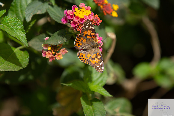 Canon EOS 60D_20150401_143454