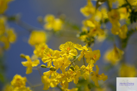 Canon EOS 60D_20150401_142650