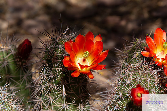 Canon EOS 60D_20150401_134752