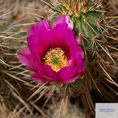 Canon EOS 5D Mark III_20150331_141001