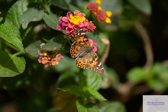 Canon EOS 60D_20150401_143456