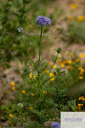 Canon EOS 60D_20150401_141509