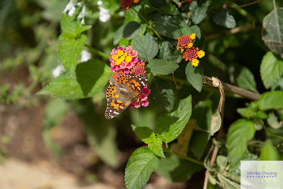 Canon EOS 60D_20150401_143406
